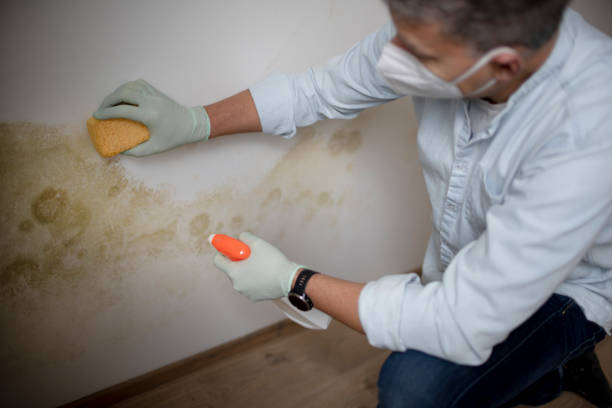 Water damage restoration mold remediation